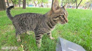 Beautiful Tabby Cats At The Park Want Food