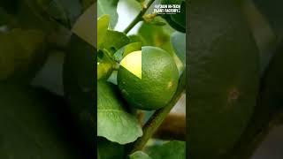 Hi-Tech Citrus Farming Mastery with Jain Lime Saplings #agriculture