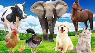 Wild Animal Sounds Horse Cow Duck Dog Hen Cat Elephant...  Animal Moments