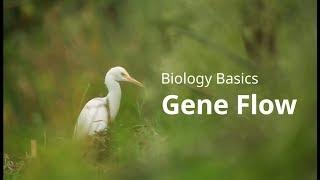 Biology Basics Gene Flow Simplified