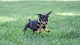 Mini Pinscher Puppies