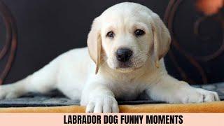 Labrador dog funny moments.