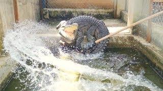 Cá sấu nhà mình khôn lắm  dọn chuồng cá sấu và cho cá sấu ăn cleansing and feeding a crocodile