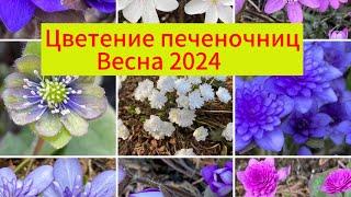 Цветение печеночниц под Питером. Весна 2024