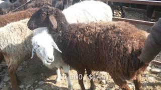 Скотный рынок Фуркат  25.02.18  Цены на овец баранов ягненков гиссарская порода