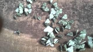 Нашествие бабочек в  Собинке 
