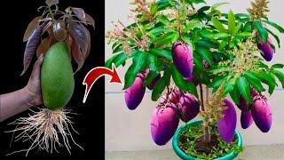 How to Growing Mango tree From Mango Fruit With ideas New  For Fast Rooting and Many Fruit