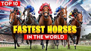 TOP 10 FASTEST HORSE BREEDS IN THE WORLD 