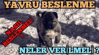 Yavru Köpekler Nasıl Beslenmeli Neler Verilmeli. Doğru Beslenme. Mustafa ALAN