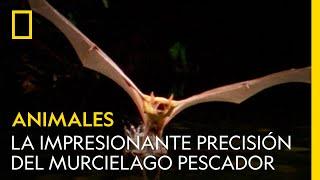 La impresionante precisión del murciélago pescador  NATIONAL GEOGRAPHIC ESPAÑA