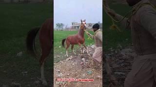 Best Horse In Pakistan