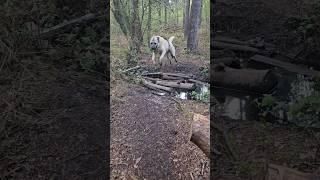 Good dog  #dog #ilovemydog #gooddog #dogshorts #kangal