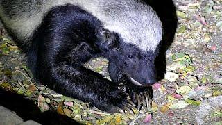 Honey Badger Trashes Rubbish Bin at Tamboti Camp