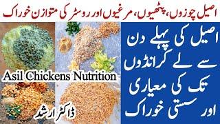 Asil Chickens Nutrition  Feed For Asil Chicks Pullets Roosters and  Laying Hens  Dr. ARSHAD