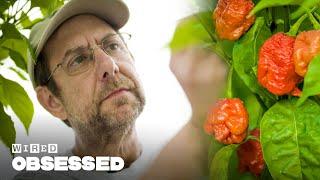 How This Guy Made the Worlds Hottest Peppers  Obsessed  WIRED
