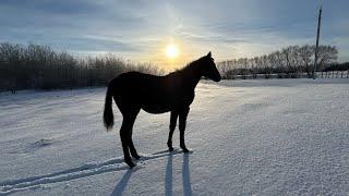 My foal had a beautiful start to Christmas morning