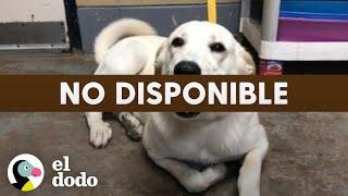 Mamá adopta en secreto a un perro de refugio del que sus hijas se enamoraron  El Dodo