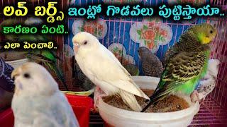 How to grow lovebirds safely in house  @youngfarmeratoztelugu