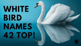 White Bird Names - 42 TOP & BEST &CUTE Ideas  Names