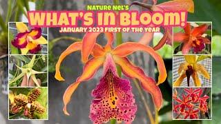 WHAT’S IN BLOOM IN JANUARY 2023. Amazing new exotic flowers to share this month. Bonus ending.