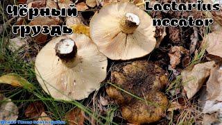 Чёрный груздь или чернушка  Lactarius necator