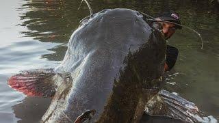 Incredible Huge Catfish 85 feet - 250 LBS - HD by Yuri Grisendi