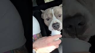 American Bully DESTROYS a Starbucks PUPPUCCINO #cutedogs #americanbully #doglovers