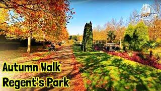 Regents Park London Walk  A Splendid Autumn Stroll in a Royal Park