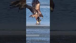 Eagles Astonishing Catch of a Giant Fish