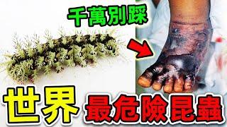 全世界最危險的10種致命昆蟲！每年600000人因碰它喪命，第一名堪稱“人類死神”，竟然就在我們身邊。#世界之最top #世界之最 #出類拔萃 #腦洞大開 #top10 #最危險昆蟲