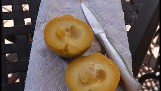 Tasting a White Sapote in AZ 9B