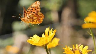 Virtual Walk through Summer Fields of Flowers Butterflies...  only Nature Sounds