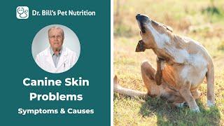 Canine Skin Problems  Symptoms & Causes Dr. Bill’s Pet Nutrition