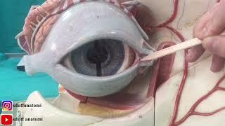 Göz Anatomisi Orbita ve Göz Maketi