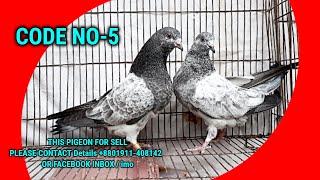 PIGEON FOR SELL  এই কবুতর জোড়াটি বিক্রয় করা হবে  CONTACT +8801911-408142  CODE NO-5 FOR SELL