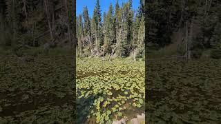 Lily Pads On Isa Lake At The Top Of The Continental Divide