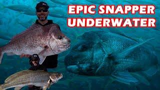 HOW TO CATCH SNAPPER & INSANE UNDERWATER FOOTAGE  LIVE BAITS  MORETON BAY WRECKS  JEW BYCATCH