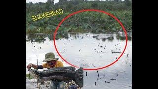 Amazing SNAKEHEAD FISHING BIG FISH