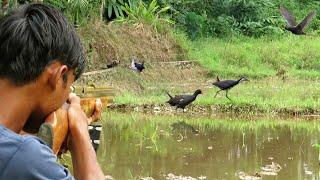 BERBURU BURUNG SAWAH DI SPOT PERSAWAHAN TUA