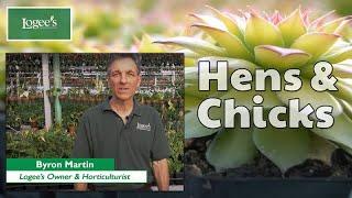 Hens and Chicks Plant  How to Grow and Care for Gold Nugget Hens and Chicks