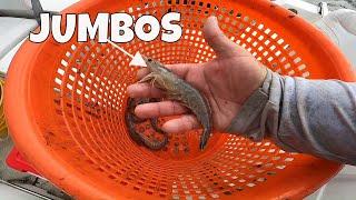 Cast netting Jumbo River Shrimp in Florida