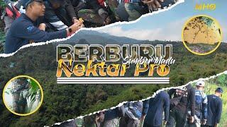 BERBURU MADU - MADU MPK NEKTAR PRO