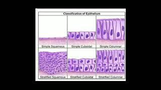 Classification of epithelium simple squamous cuboidal columnar stratified squamous cuboidal columnar