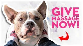 My Dog Demands A Foot Massage  Cute American Bully Dog Reacts