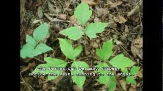 How to Identify Poison Ivy - Easy Toxic Plant Identification