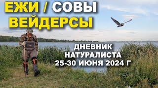 Ежи Совы Болотные сапоги. Дневник натуралиста. Июнь 2024