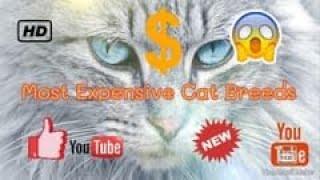 13 Most Expensive Cat Breeds