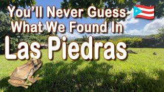 Uncover The Secrets Hidden at “Las Piedras Ceremonial Park” in Puerto Rico