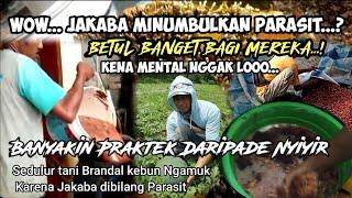 Jakaba Di Mata para Petani Cabai alpukat Semuli Lampung dan Malang Jawa Timur