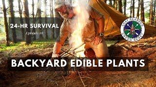 Easy to Identify Backyard Edibles for Survival 24 Hour Survival Ch. 10  Gray Bearded Green Beret